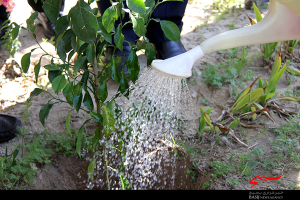 کاشت نهال توسط نماینده ولی فقیه در استان بوشهردرهفته منابع طبیعی کاشت نهال توسط نماینده ولی فقیه در استان بوشهردرهفته منابع طبیعی