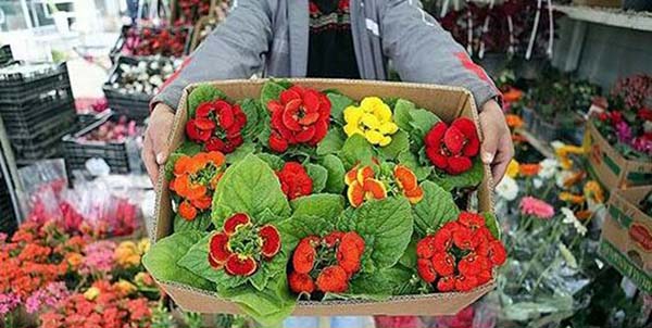 فروش 15 هزار تومانی هر شاخهگل رُز در بوشهر/ گل ها از کورس گرانی عقب نماندند فروش 15 هزار تومانی هر شاخهگل رُز در بوشهر/ گل ها از کورس گرانی عقب نماندند