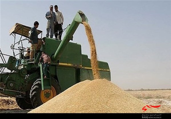 کاهش 12 هزار تنی خرید گندم در استان بوشهر