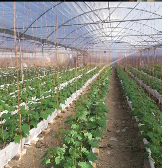 آمادگی بسیج مهندسین کشاورزی جهت ارائه مشاوره علمی و تخصصی در زمینه کشاورزی آمادگی بسیج مهندسین کشاورزی جهت ارائه مشاوره علمی و تخصصی در زمینه کشاورزی