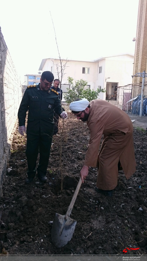 نهالکاری در سپاه چالوس + تصاویر نهالکاری در سپاه چالوس + تصاویر