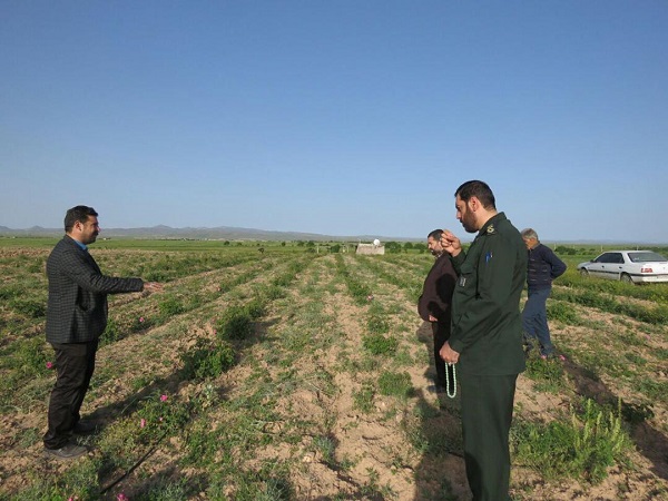 آغاز برداشت گل محمدی در روستای شنازند کوهین آغاز برداشت گل محمدی در روستای شنازند کوهین