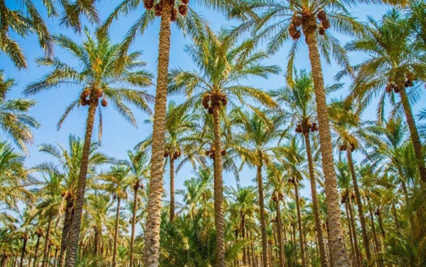۱۱۶ هزار تن محصول نخیلات استان بوشهر برداشت شد ۱۱۶ هزار تن محصول نخیلات استان بوشهر برداشت شد