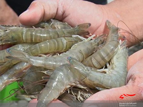 بیمه آبزی پروری اجباری میشود بیمه آبزی پروری اجباری میشود