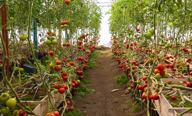 بررسی جایگاه اقتصاد مقاومتی در خودکفایی کشاورزی و پایداری امنیت ملی بررسی جایگاه اقتصاد مقاومتی در خودکفایی کشاورزی و پایداری امنیت ملی