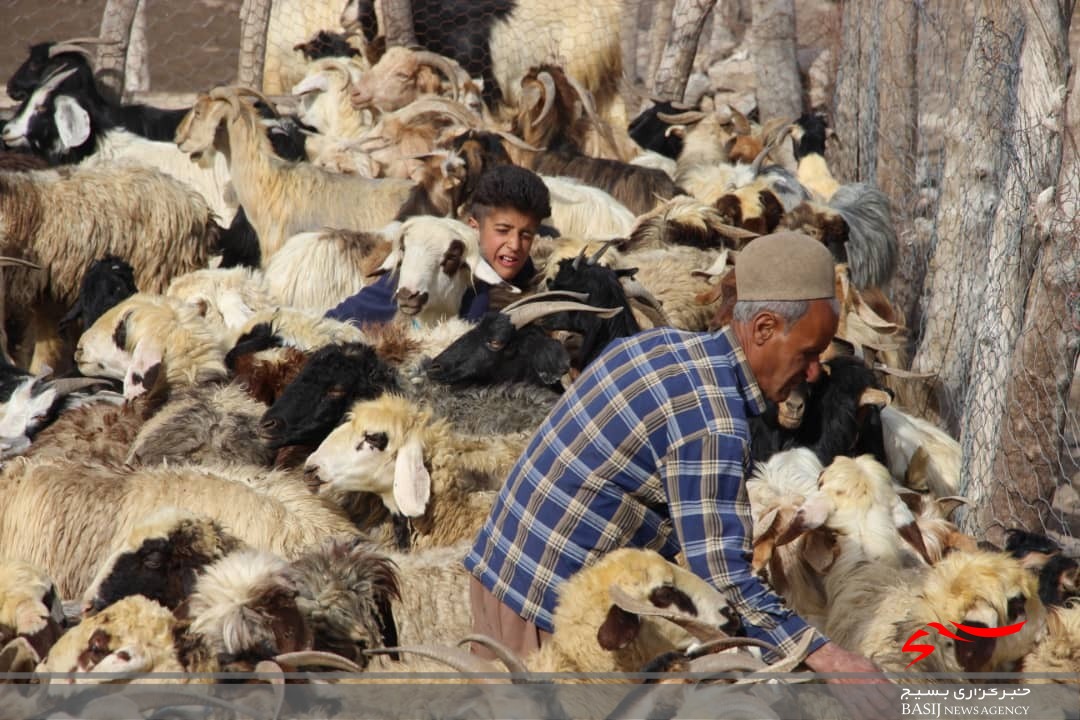 خدمات رسانی جهادی بسیج جامعه کشاورزی سپاه فتح در مناطق دور افتاده /۲۰۰۰ راَس دام در روستای نده واکسینه شدند