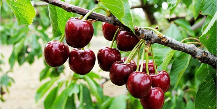 پیشبینی برداشت ۳۲۰۰ تُن آلبالو و گیلاس در شاهرود پیشبینی برداشت ۳۲۰۰ تُن آلبالو و گیلاس در شاهرود