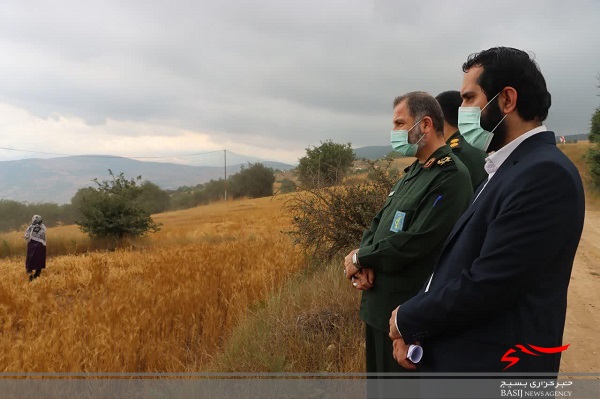 خودکفایی گندم با طرح جهش تولید دیمزارها در مازندران خودکفایی گندم با طرح جهش تولید دیمزارها در مازندران
