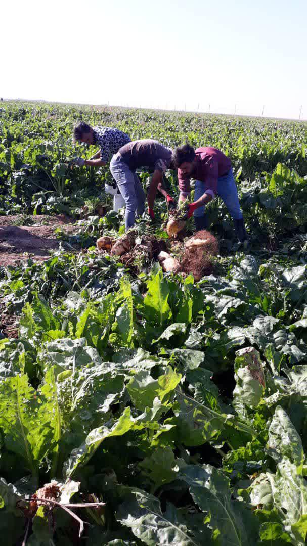 الگوی عملی درمسیر خودکفایی حوزه کشاورزی و امنیت غذایی الگوی عملی درمسیر خودکفایی حوزه کشاورزی و امنیت غذایی