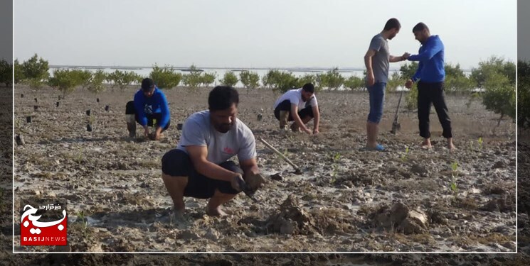 ۱۰۰۰ نهال حرا توسط بسیجیان بوشهر کاشته شد ۱۰۰۰ نهال حرا توسط بسیجیان بوشهر کاشته شد
