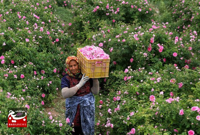 کشت گل محمدی با آبیاری قطرهای در دل کویر/بازگشت امید به روستای «هریسک علیا» با کار جهادی کشت گل محمدی با آبیاری قطرهای در دل کویر/بازگشت امید به روستای «هریسک علیا» با کار جهادی