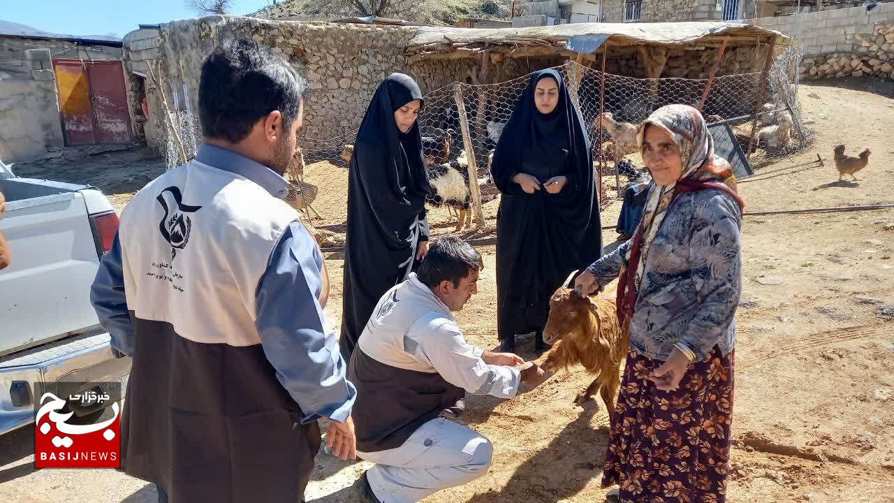 کانون بسیج جامعه کشاورزی شهرستان باشت همچنان پای کار / بیش از ۶ هزار راس دام سبک و سنگین در فتح و کوهسرک واکسینه شدند