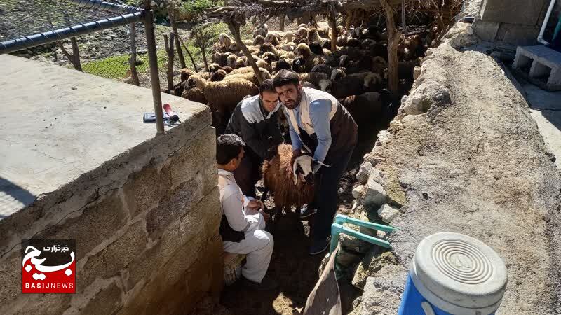 کانون بسیج جامعه کشاورزی شهرستان باشت همچنان پای کار / بیش از ۶ هزار راس دام سبک و سنگین در فتح و کوهسرک واکسینه شدند