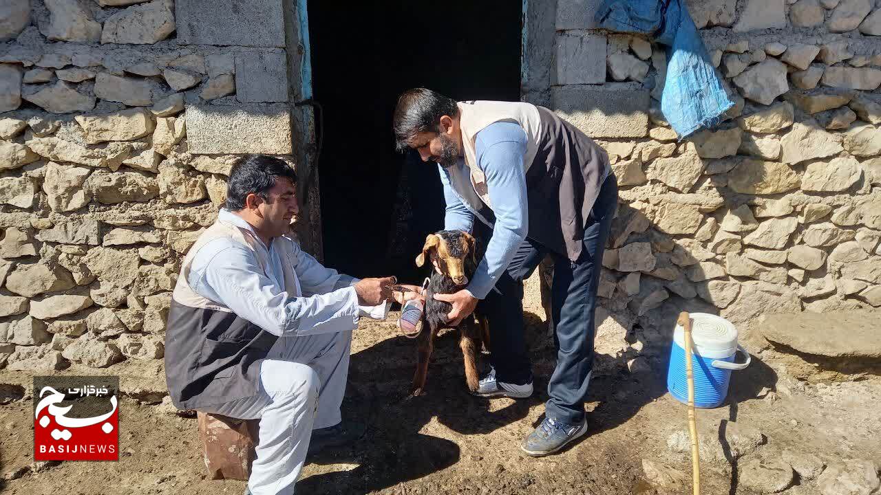 کانون بسیج جامعه کشاورزی شهرستان باشت همچنان پای کار / بیش از ۶ هزار راس دام سبک و سنگین در فتح و کوهسرک واکسینه شدند
