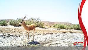 مسئولین به محیط زیست و حیات وحش توجه کنند/یوزپلنگ آسیایی را دریابید
