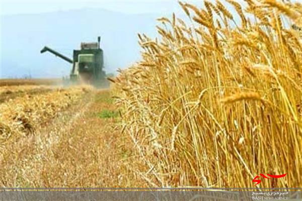 خروج گندم از استان اردبیل ممنوع است خروج گندم از استان اردبیل ممنوع است