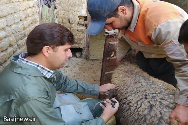 برگزاری اردوی جهادی دامپزشکی به مناسبت هفته دفاع مقدس در نهاوند برگزاری اردوی جهادی دامپزشکی به مناسبت هفته دفاع مقدس در نهاوند