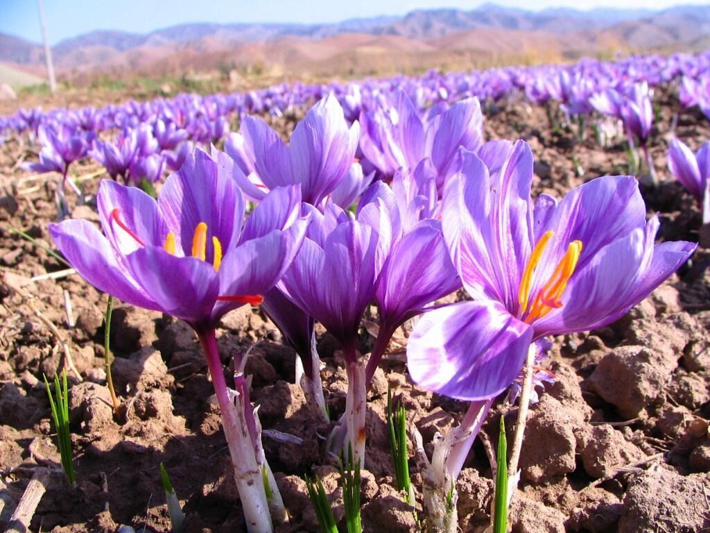 ۳۵۵ هکتار مزارع شهرستان شاهرود زیر کشت زعفران است