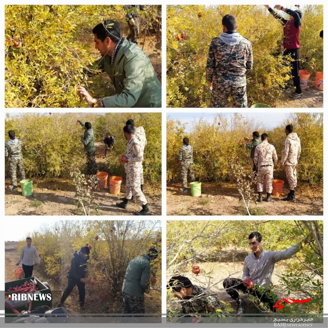 مشارکت جهادگران در برداشت محصول کشاورزان ۱۲۲ روستا و محله شهری مشارکت جهادگران در برداشت محصول کشاورزان ۱۲۲ روستا و محله شهری