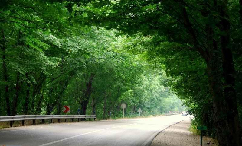 جنگل گلستان مکانی با تنوع گونه های مختلف گیاهی و جانوری جنگل گلستان مکانی با تنوع گونه های مختلف گیاهی و جانوری