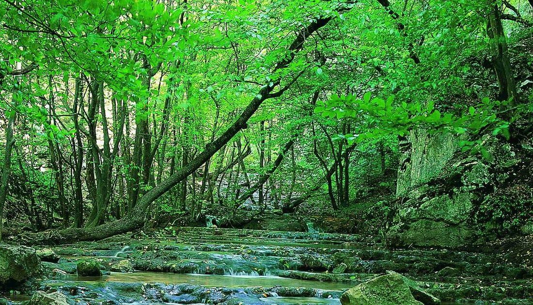 جنگل گلستان مکانی با تنوع گونه های مختلف گیاهی و جانوری جنگل گلستان مکانی با تنوع گونه های مختلف گیاهی و جانوری