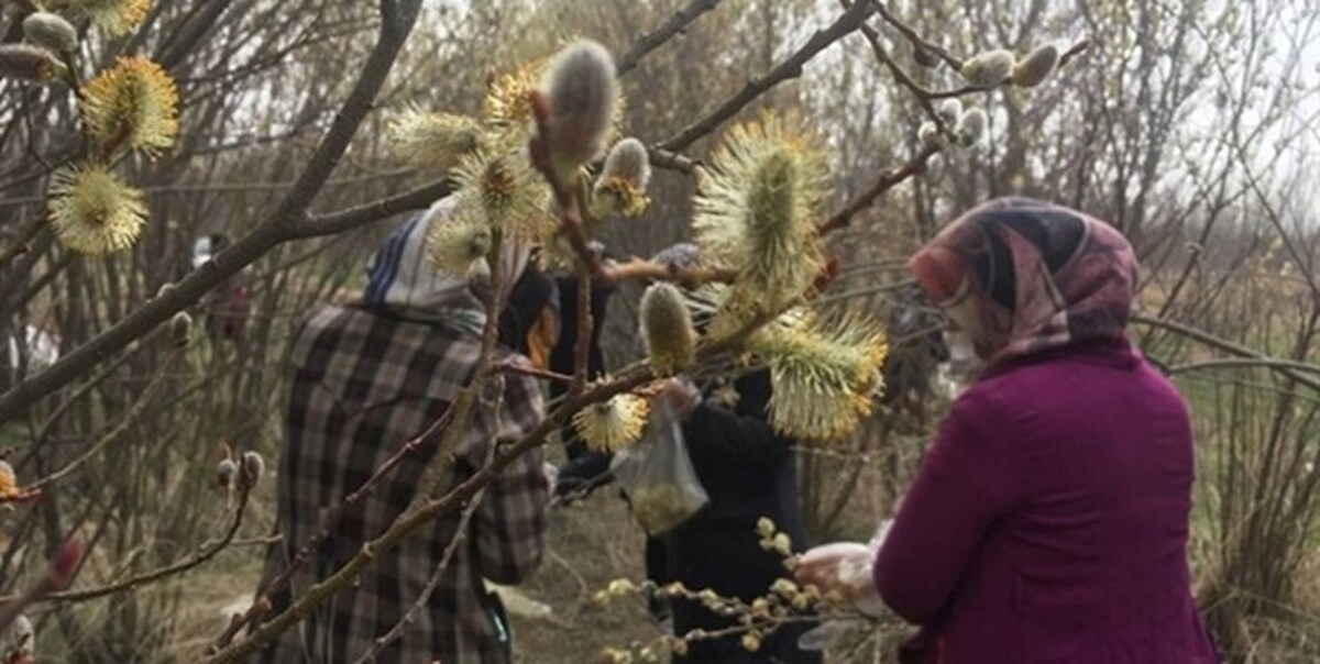 باغ بیدمشک زنان سرپرست خانوار ابهری/ بهزیستی برای درآمد جدید، فعالیت اقتصادی می‌کند
