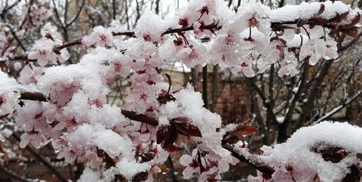 بیمه شدن یک هزار و ۷۷۲ هکتار از باغات و یک هزار و ۴۵۱ هکتار از سطح محصولات زراعی شاهرود