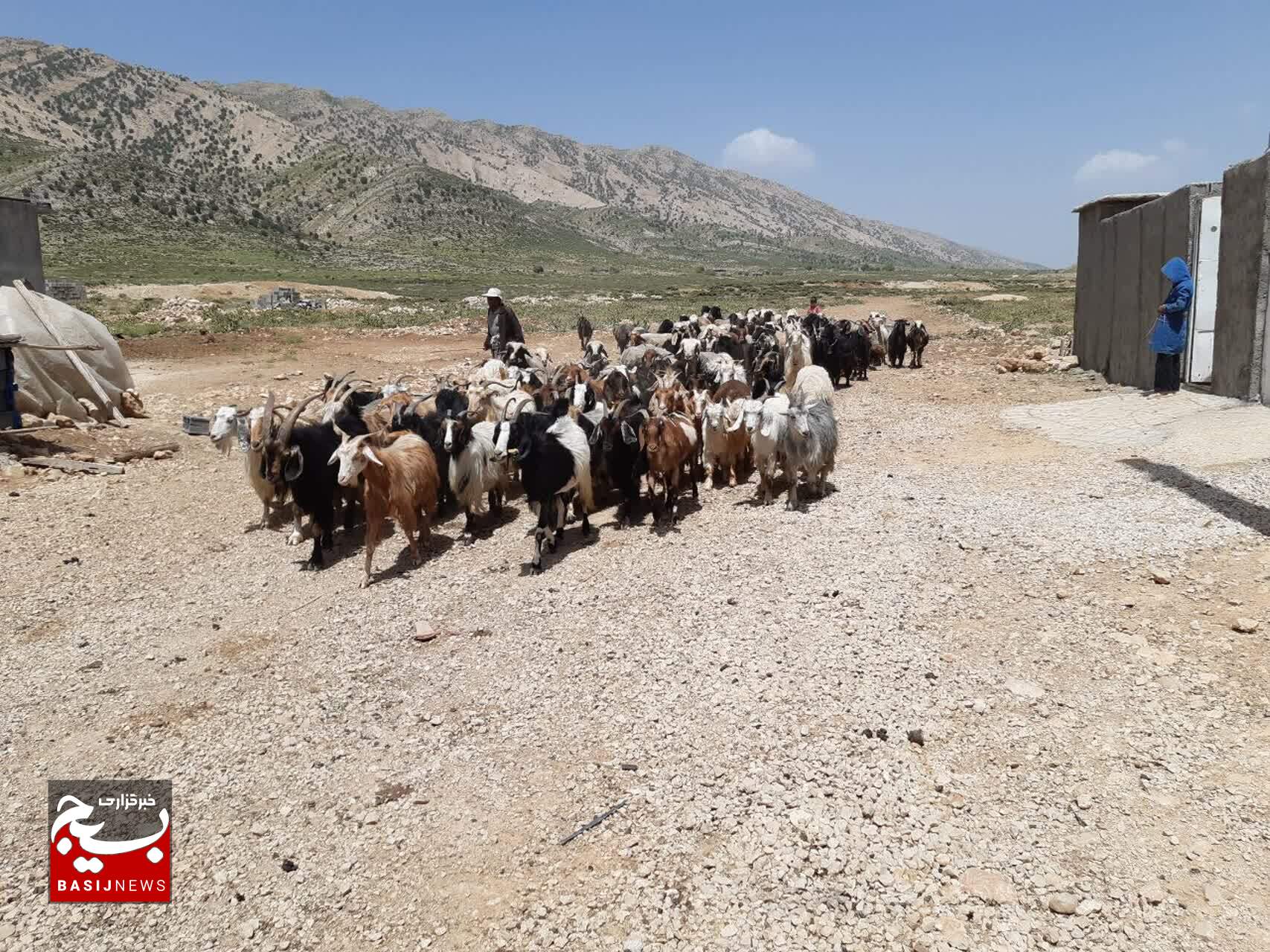 بسیج مهندسین کشاورزی سپاه فتح کهگیلویه و بویراحمد پای کار کمک به خودکفایی گوشت قرمز