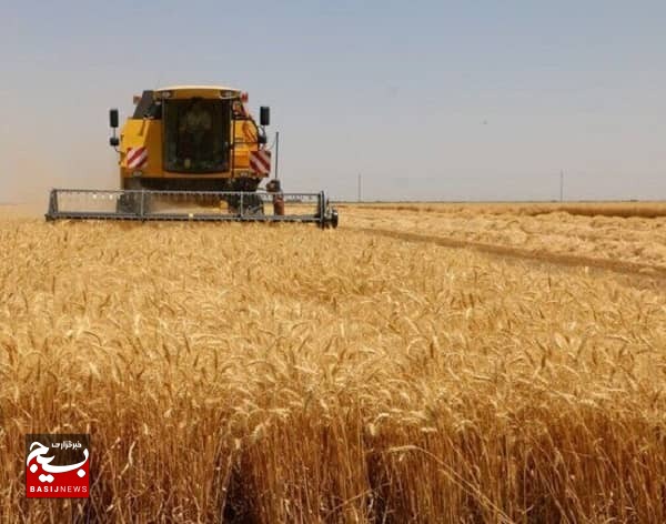 پیش بینی برداشت ۳۶ هزار تن گندم در خرمشهر پیش بینی برداشت ۳۶ هزار تن گندم در خرمشهر