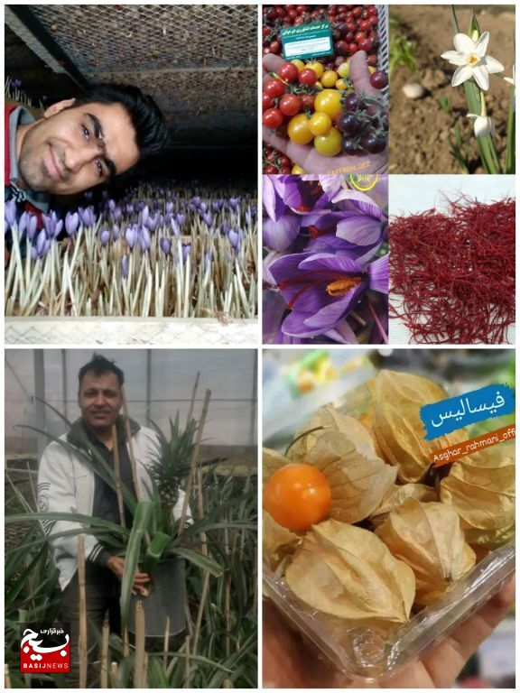 روایت همدلی دو برادر و کارآفرینی با برداشت طلای سرخ روایت همدلی دو برادر و کارآفرینی با برداشت طلای سرخ
