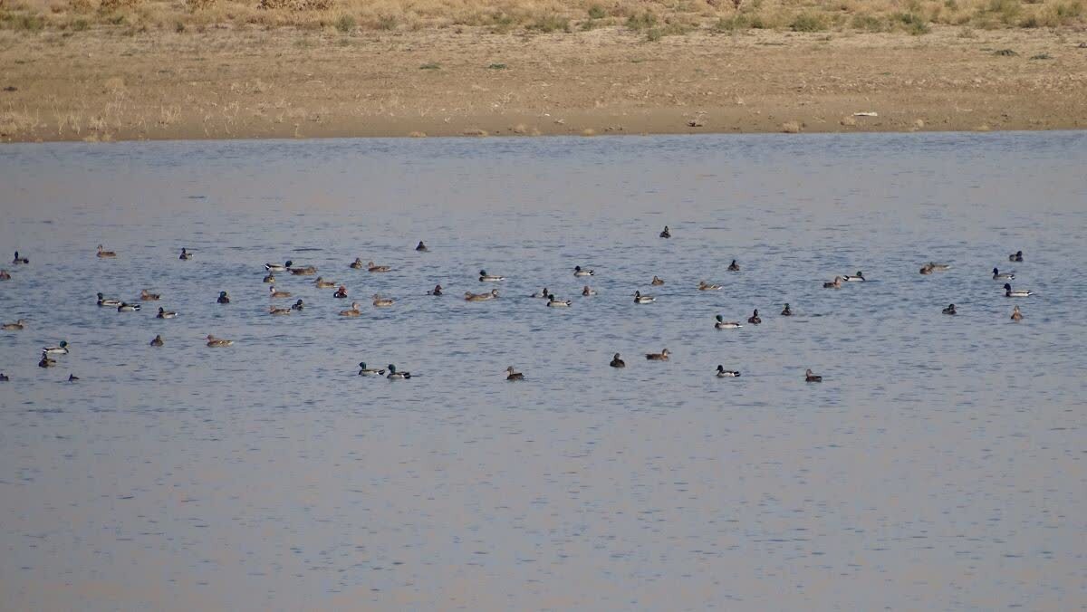 موردی از آنفلوانزای فوقحاد پرندگان در استان زنجان مشاهده نشده است موردی از آنفلوانزای فوقحاد پرندگان در استان زنجان مشاهده نشده است