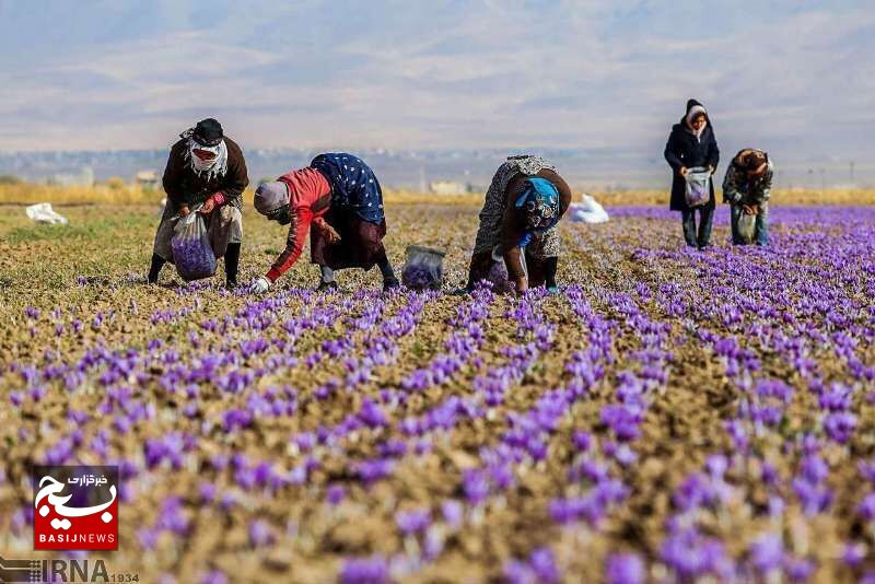 توسعه کشت گیاهان دارویی در دیمزارهای کمبازده کشور توسعه کشت گیاهان دارویی در دیمزارهای کمبازده کشور