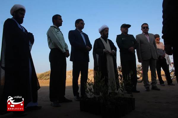 کاشت درخت حرا در سواحل دلوار کاشت درخت حرا در سواحل دلوار