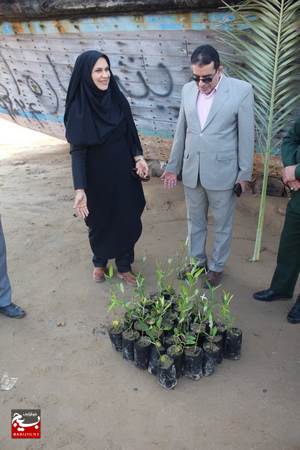 کاشت درخت حرا در سواحل دلوار کاشت درخت حرا در سواحل دلوار