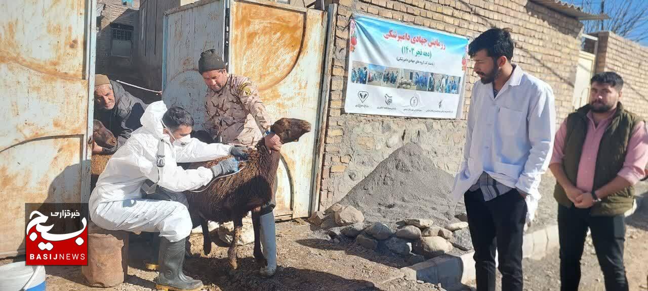 با مشارکت بسیج سازندگی میزان عملیات واکسیناسیون دام و طیور افزلیش یافت با مشارکت بسیج سازندگی میزان عملیات واکسیناسیون دام و طیور افزلیش یافت