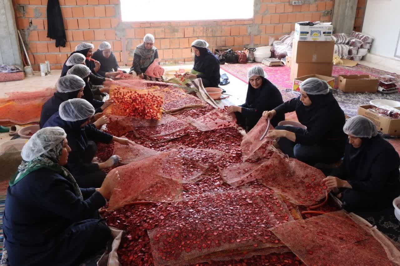 کارآفرینی با اشتغالزایی 70 نفری در نوده خاندوز آزادشهر کارآفرینی با اشتغالزایی 70 نفری در نوده خاندوز آزادشهر