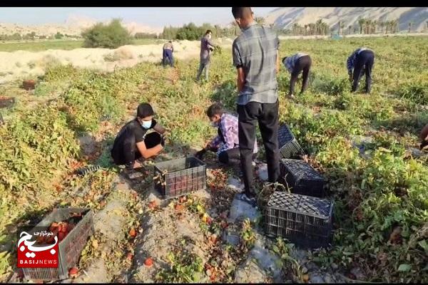 وقتی جهادگران برای ازدواج جوانان پا در میانی می‌کنند