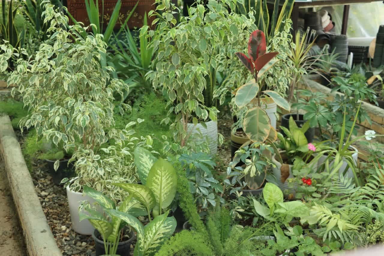 احداث گلخانه برای ایجاد اشتغال توسط کارآفرین مینودشتی احداث گلخانه برای ایجاد اشتغال توسط کارآفرین مینودشتی