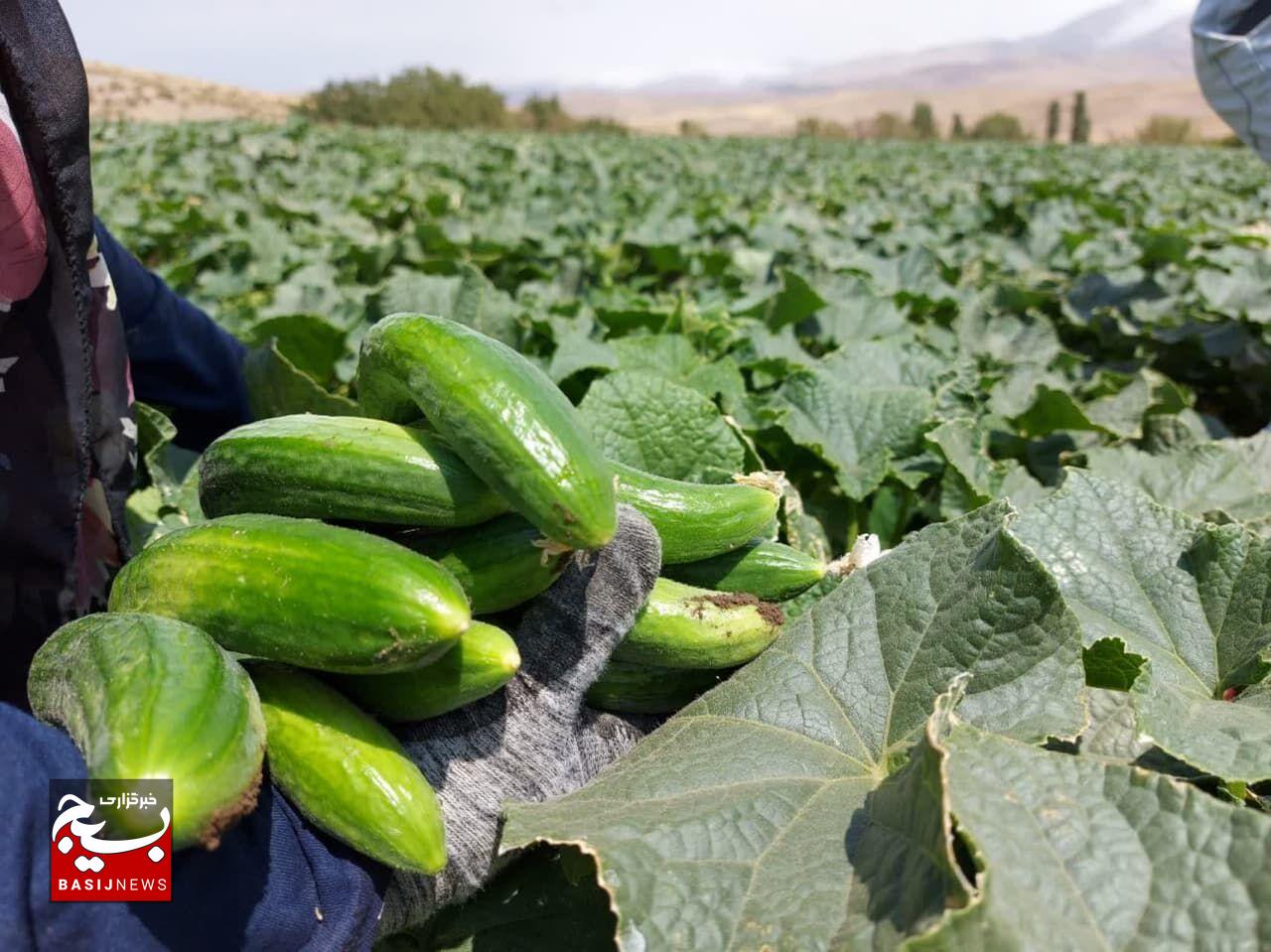 برداشت بیش از یک هزار و ۲۰۰ تن خیار در مزارع خلخال برداشت بیش از یک هزار و ۲۰۰ تن خیار در مزارع خلخال