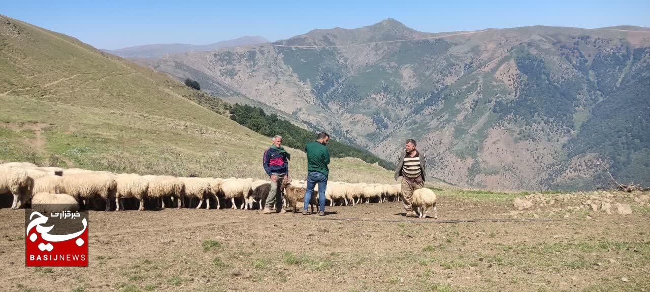 بالغ بر ۴۰۰۰ راس دام سبک وسنگین درییلاقات استان گیلان ویزیت رایگان شدند بالغ بر ۴۰۰۰ راس دام سبک وسنگین درییلاقات استان گیلان ویزیت رایگان شدند