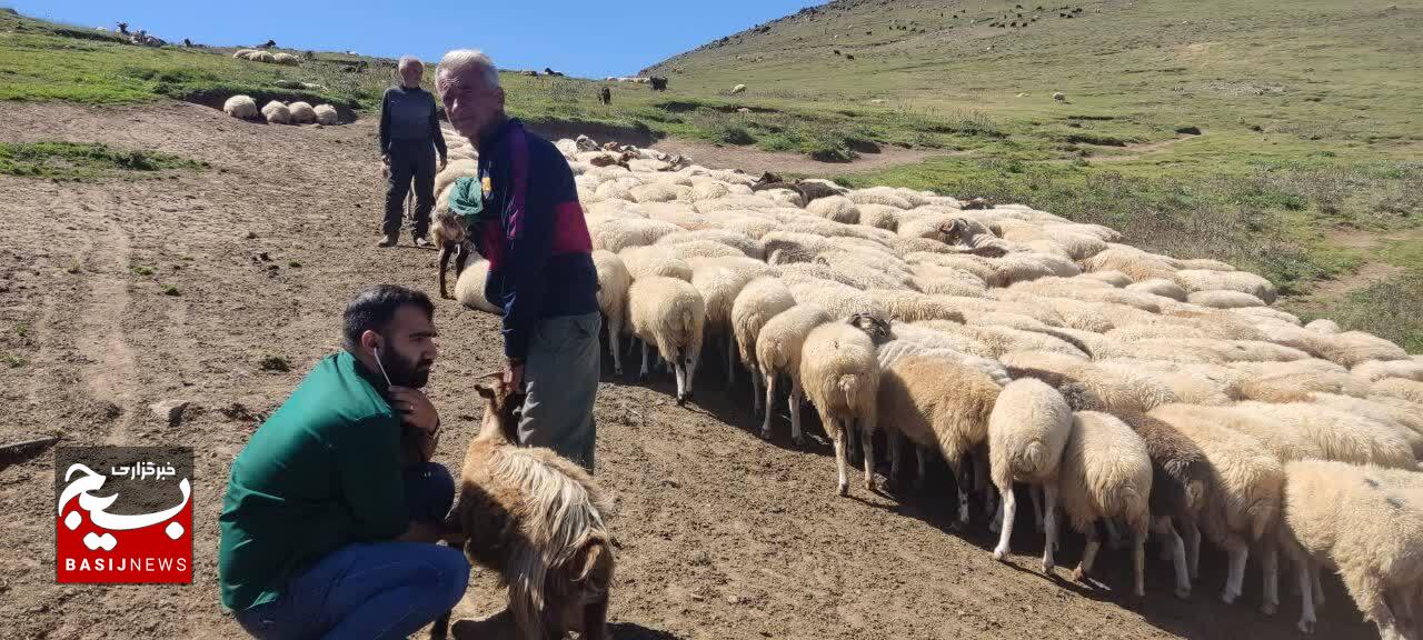 بالغ بر ۴۰۰۰ راس دام سبک وسنگین درییلاقات استان گیلان ویزیت رایگان شدند بالغ بر ۴۰۰۰ راس دام سبک وسنگین درییلاقات استان گیلان ویزیت رایگان شدند