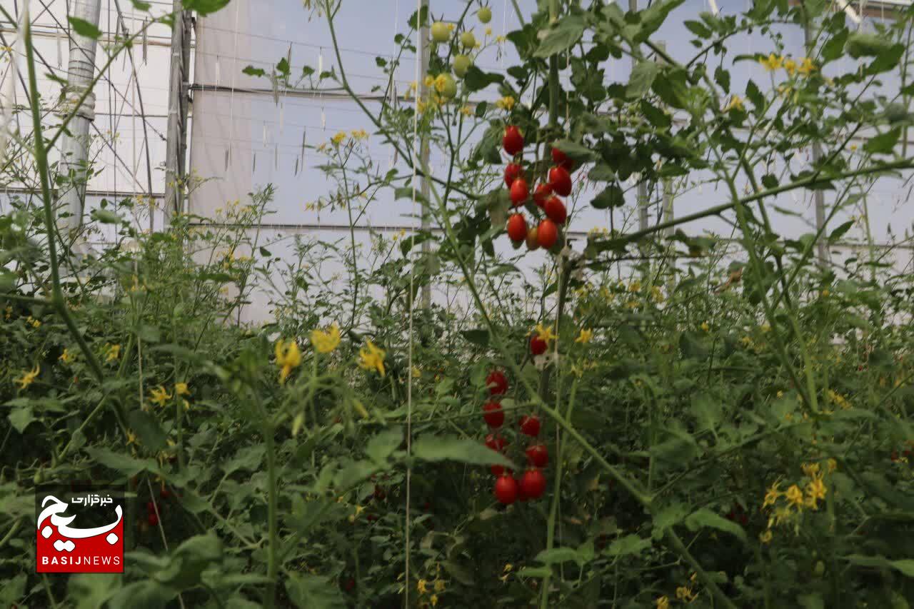 ۵۴ طرح تولیدی کشاورزی در استان قزوین افتتاح شد ۵۴ طرح تولیدی کشاورزی در استان قزوین افتتاح شد