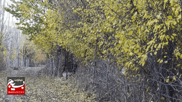 پاییز برگریزان در کوچه باغهای زیبای روستای وارثآباد خلخال پاییز برگریزان در کوچه باغهای زیبای روستای وارثآباد خلخال