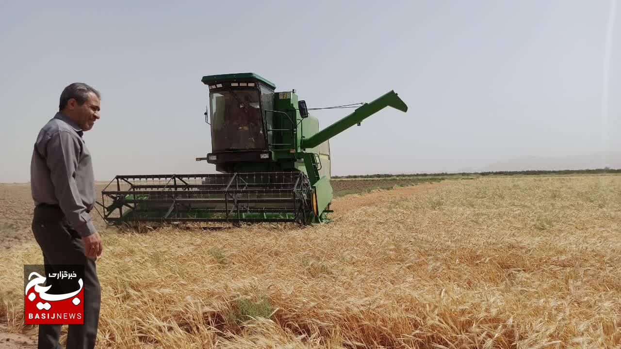 آغاز برداشت جو از مزارع گناباد