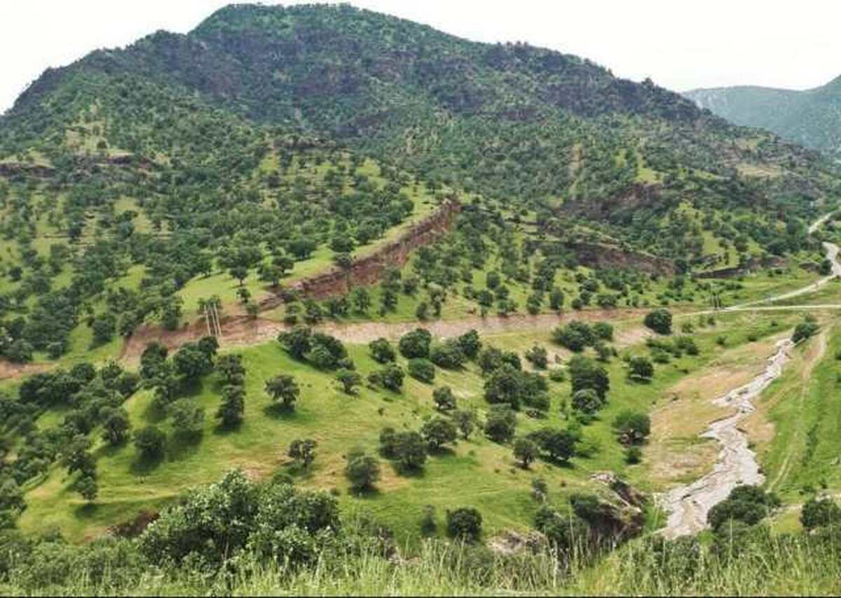 درختکاری؛ راهبردی مؤثر در مقابله با چالش کم آبی در ایران