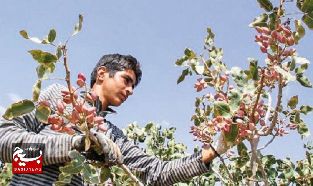 کاهش ۴۵ درصدی عملکرد باغات پسته در خلیل‌آباد