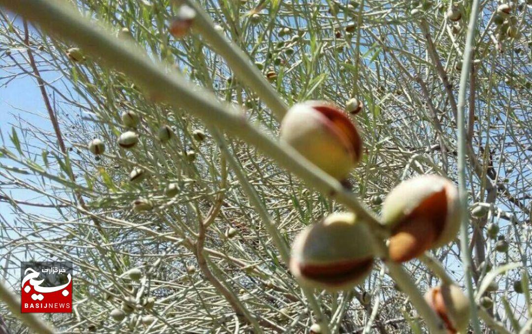 بادام کوهی، گنجی در دل روستای نقاب خلیلآباد بادام کوهی، گنجی در دل روستای نقاب خلیلآباد
