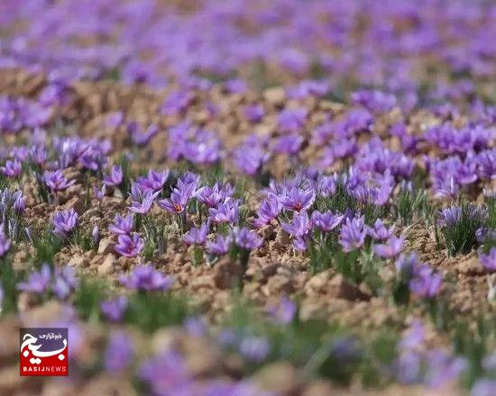 آغاز برداشت طلای سرخ در فریمان آغاز برداشت طلای سرخ در فریمان