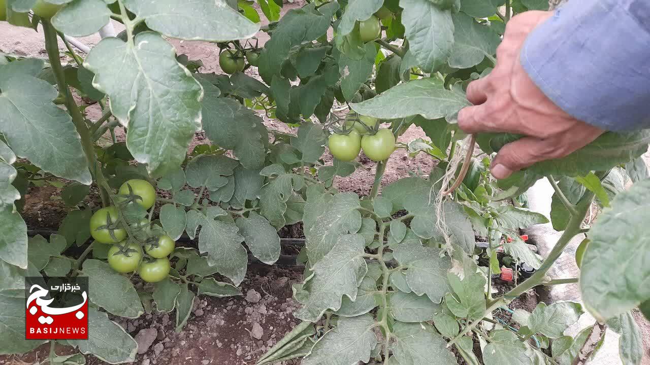 از علاقه به گلخانه تا کارآفرینی/ دعای محرومان عاقبت بخیر می کند از علاقه به گلخانه تا کارآفرینی/ دعای محرومان عاقبت بخیر می کند