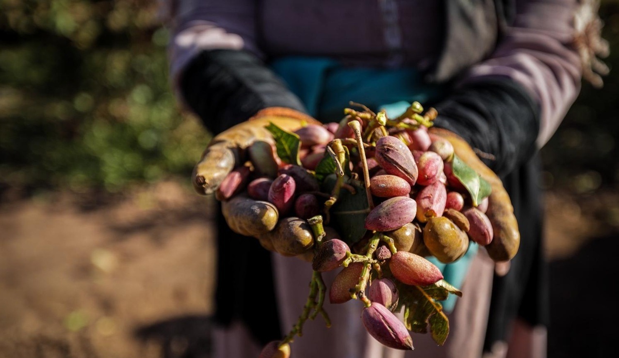 برداشت پسته در شهرستان نیشابور